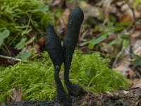 Xylaria longipes 1, Esdoornhoutknotszwam, Saxifraga-Willem van Kruijsbergen