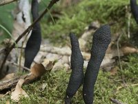 Xylaria longipes 5, Esdoornhoutknotszwam, Saxifraga-Willem van Kruijsbergen