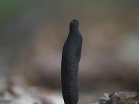 Xylaria polymorpha 1, Houtknotszwam, Saxifraga-Luc Hoogenstein