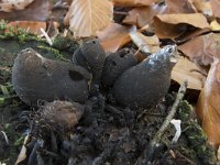 Xylaria polymorpha 13, Houtknotszwam, Saxifraga-Willem van Kruijsbergen