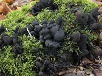 Xylaria polymorpha 15, Houtknotszwam, Saxifraga-Willem van Kruijsbergen