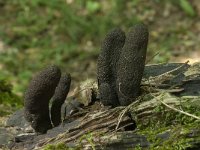 Xylaria polymorpha 8, Houtknotszwam, Saxifraga-Willem van Kruijsbergen