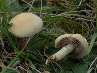 Agaricus arvensis 2, Anijschampignon, Saxifraga-Jan van der Straaten