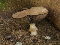 Agaricus silvaticus 1, Schubbige boschampignon, Saxifraga-Willem van Kruijsbergen