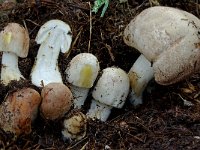 Agaricus subrufescens