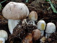 Agaricus subrufescens 2, Saxifraga-Lucien Rommelaars