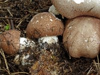 Agaricus subrufescens 7, Saxifraga-Lucien Rommelaars