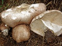 Agaricus subrufescens 9, Saxifraga-Lucien Rommelaars