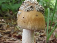 Amanita cecillae 3, Prachtamaniet, Saxifraga-Jan Willem Jongepier