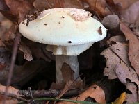 Amanita citrina 16, Gele knolamaniet, Saxifraga-Tom Heijnen