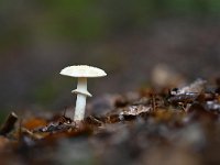 Amanita citrina 2, Gele knolamaniet, Saxifraga-Luuk Vermeer