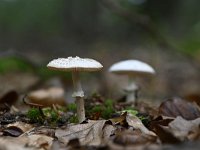 Amanita citrina 6, Gele knolamaniet, Saxifraga-Luuk Vermeer