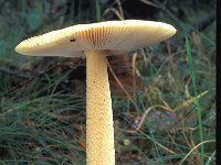 Amanita crocea 2, Saffraanamaniet, Saxifraga-Jan van der Straten