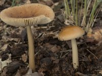 Amanita fulva 12, Roodbruine slanke amaniet, Saxifraga-Willem van Kruijsbergen