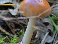 Amanita fulva 13, Roodbruine slanke amaniet, Saxifraga-Tom Heijnen