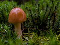 Amanita fulva 5, Roodbruine slanke amaniet, Saxifarag-Rik Kruit