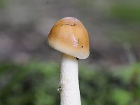 Amanita fulva 6, Roodbruine slanke amaniet, Saxifraga-Luuk Vermeer