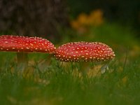 Amanita muscaria 12, Vliegenzwam, Saxifraga-Jan Nijendijk