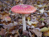 Amanita muscaria 13, Vliegenzwam, Saxifraga-Peter Meininger