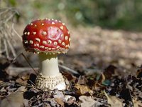 Vliegenzwam; fly agaric  Vliegenzwam; fly agaric : Op Hees, fall, leergierig, parkbos, poison, toxic, woods