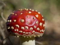 Vliegenzwam; fly agaric  Vliegenzwam; fly agaric : Op Hees, fall, leergierig, parkbos, poison, toxic, woods