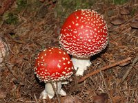 Amanita muscaria 18, Vliegenzwam, Saxifraga-Marijke Verhagen