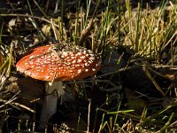 Amanita muscaria 19, Vliegenzwam, Saxifraga-Jan van der Straaten