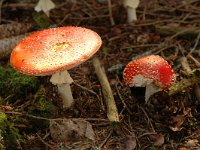 Amanita muscaria 2, Vliegenzwam, Saxifraga-Jan van der Straaten