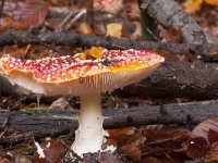 Amanita muscaria 21, Vliegenzwam, Saxifraga-Jan Nijendijk