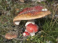 Amanita muscaria 23, Vliegenzwam, Saxifraga-Willem van Kruijsbergen