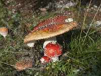 Amanita muscaria 25, Vliegenzwam, Saxifraga-Annemiek Bouwman