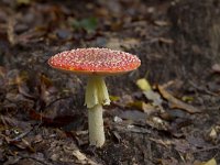 Amanita muscaria 26, Vliegenzwam, Saxifraga-Jan Nijendijk