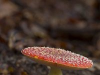 Amanita muscaria 27, Vliegenzwam, Saxifraga-Jan Nijendijk