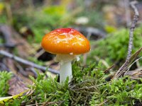 Fly agaric mushroom (Amanita muscaria) without spots  Fly agaric mushroom (Amanita muscaria) without spots : Amanita muscaria, autumn, autumnal, fall, colorful, color, fungus, mushroom, red, no spot, no spots, toadstool, stem, cap, nature, natural, growth, poisonous, outside, outdoor, no people, nobody, Fly agaric