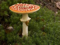 vliegenzwam  vliegezwam in Speulderbos : Amantia muscaria