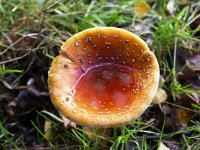 Old Fly aqaric mushroom (Amanita muscaria) with rainwater in bent cap  Old Fly aqaric mushroom (Amanita muscaria) with rainwater in bent cap : Amanita muscaria, Fly aqaric, autumn, autumnal, fall, colorful, color, fungus, mushroom, red, white spot, spots, toadstool, stem, cap, nature, natural, growth, poisonous, outside, outdoor, no people, nobody, bent, water, rainwater, wet, pool