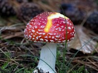 Amanita muscaria 32, Vliegenzwam, Saxifraga-Bart Vastenhouw