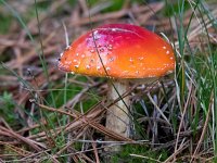 Amanita muscaria 33, Vliegenzwam, Saxifraga-Bart Vastenhouw