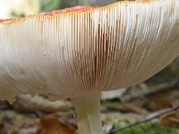 Amanita muscaria 35, Vliegenzwam, Saxifraga-Luuk Vermeer