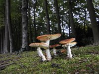 Amanita muscaria 43, Vliegenzwam, Saxifraga-Luuk Vermeer