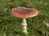 Amanita muscaria 50, Vliegenzwam, Saxifraga-Willem van Kruijsbergen