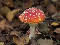 Amanita muscaria 6, Vliegenzwam, Saxifraga-Luc Hoogenstein