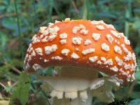 Amanita muscaria 9, Vliegenzwam, Saxifraga-Jan de Laat