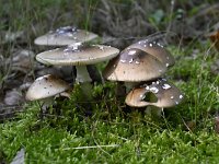 Amanita pantherina 10, Panteramaniet, Saxifraga-Luuk Vermeer