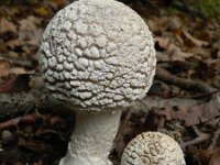 Amanita pantherina 2, Panteramaniet, Saxifraga-Jan Willem Jongepier