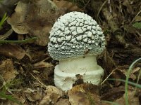 Amanita pantherina 5, Panteramaniet, Saxifraga-Willem van Kruijsbergen