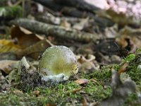 Amanita phalloides 12, Groene knolamaniet, Saxifraga-Luuk Vermeer