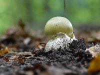 Amanita phalloides 13, Groene knolamaniet, Saxifraga-Luuk Vermeer