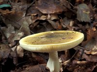 Amanita phalloides 3, Groene knolamaniet, Saxifraga-Jan de Laat