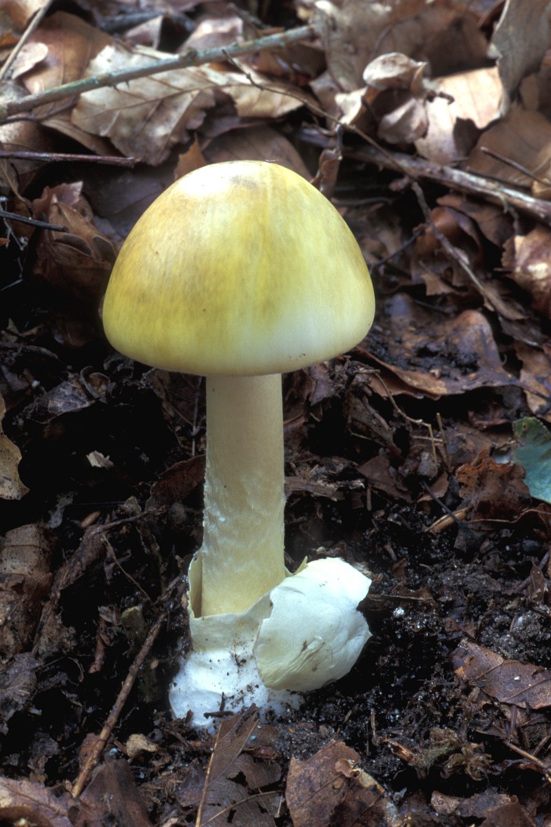 Amanita phalloides